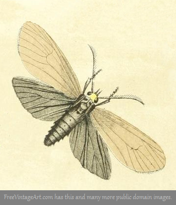 359x417 tan brown moth drawing - Vintage Moth Drawing
