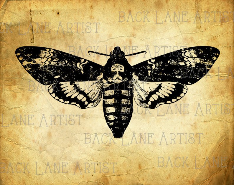 794x630 vintage moth clipart lineart illustration instant download png etsy - Vintage Moth Drawing