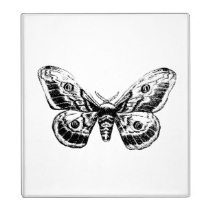 307x307 vintage moth illustration office school products zazzle - Vintage Moth Drawing