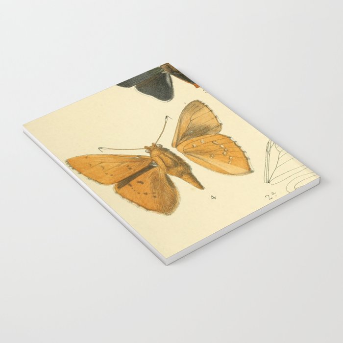 700x700 vintage moth illustrations notebook - Vintage Moth Drawing