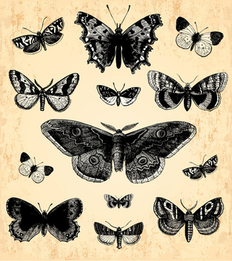 327x368 Vintage Butterfly Free Vector Download - Vintage Moth Drawing