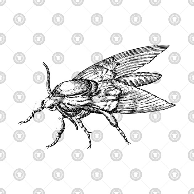 630x630 vintage moth illustration - Vintage Moth Drawing