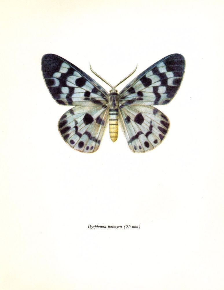774x1000 antique moth print beautiful blue tiger vintage moth print insect - Vintage Moth Drawing