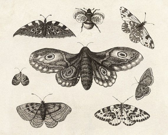 570x456 moth drawing - Vintage Moth Drawing