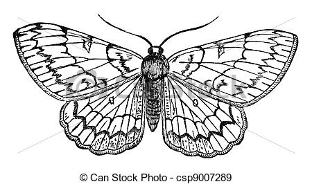 450x266 butterfly vintage illustration pale oak beauty butterfly, vintage - Vintage Moth Drawing