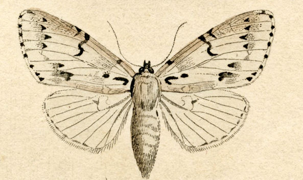 593x352 Free Antique Clip Art - Vintage Moth Drawing