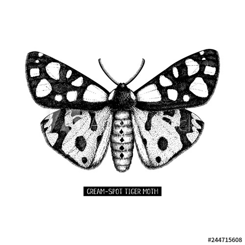 500x500 high detailed illustration of cream spot tiger moth hand drawn - Vintage Moth Drawing