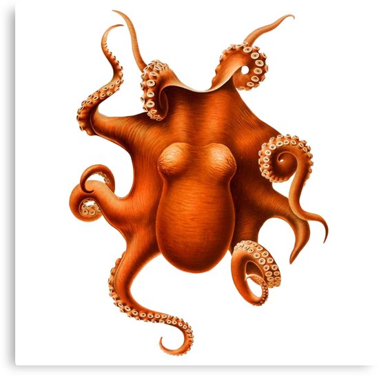 550x545 octopus vintage drawing antique ocean animal squid kraken canvas - Vintage Octopus Drawing