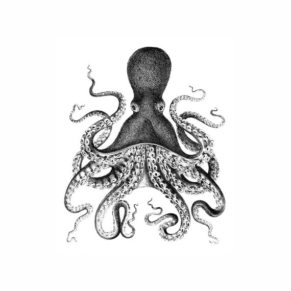 570x570 Vintage Drawing Octopus For Free Download - Vintage Octopus Drawing