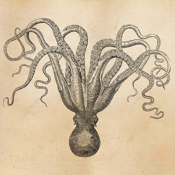570x570 Vintage Octopus Illustration Printable Antique Nautical Etsy - Vintage Octopus Drawing