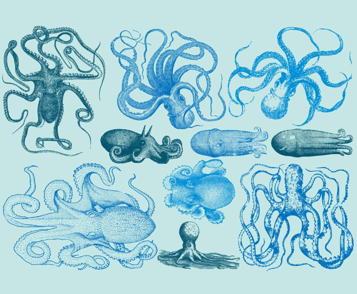 1136x936 Vintage Octopus Vector Art Graphics - Vintage Octopus Drawing