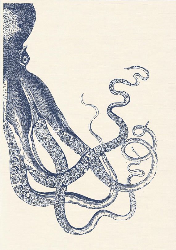 570x807 Vintage Octopus N - Vintage Octopus Drawing