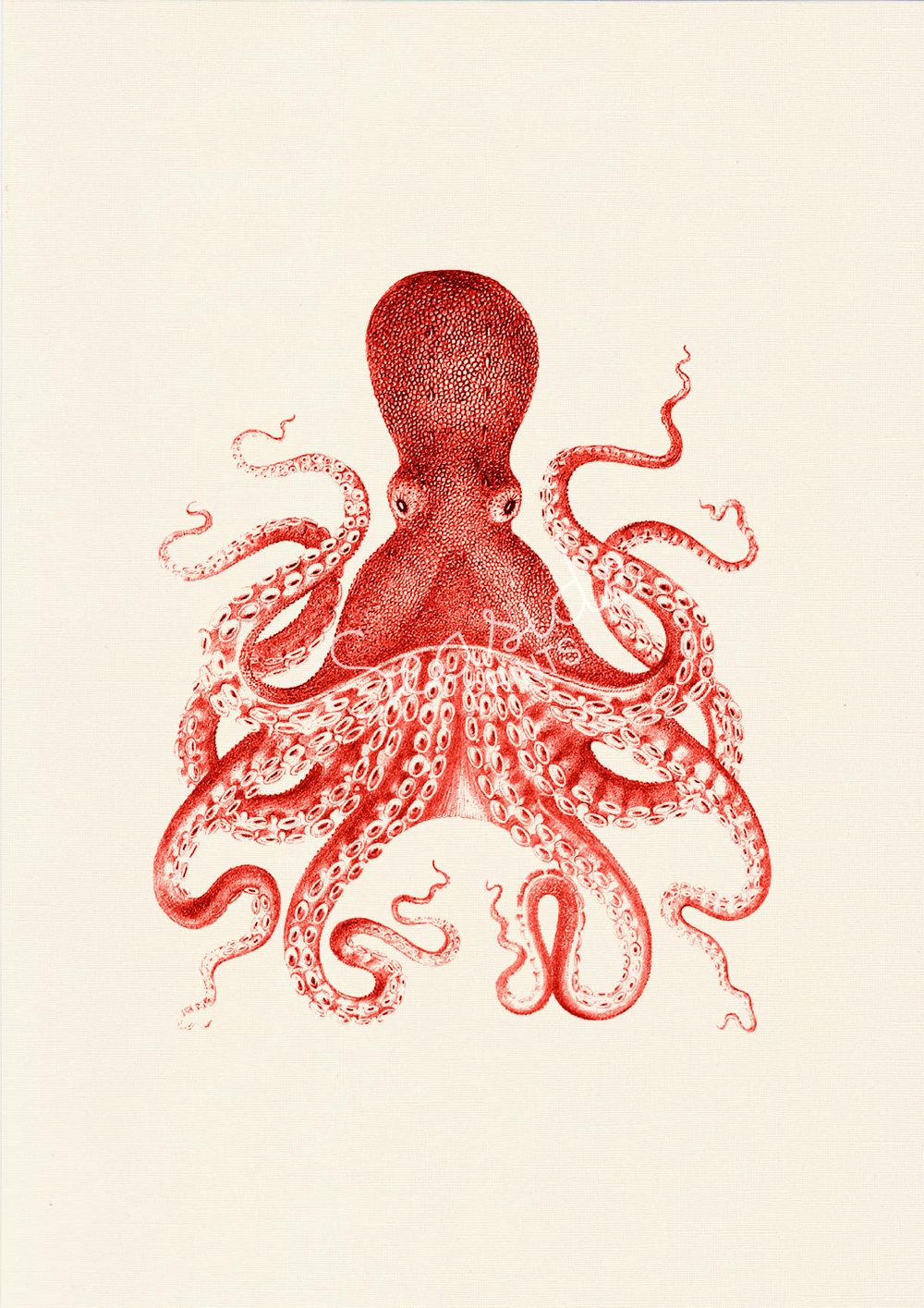 1000x1415 vintage octopus wall decor poster sea life print vintage - Vintage Octopus Drawing