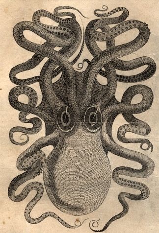 324x476 Animal, Antique, Arms, Cephalopods, Drawing, Engraving Polvo - Vintage Octopus Drawing
