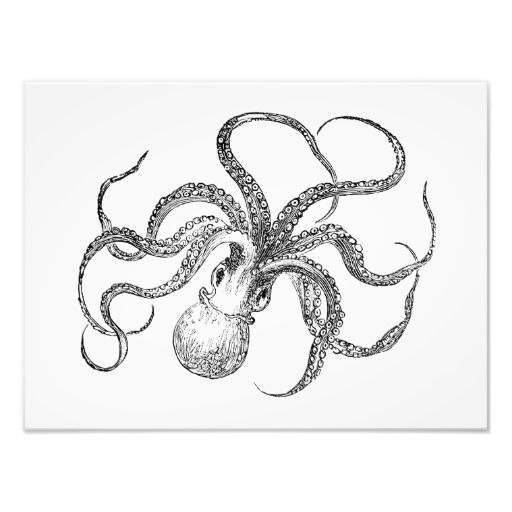 512x512 Vintage Giant Octopus Drawing - Vintage Octopus Drawing
