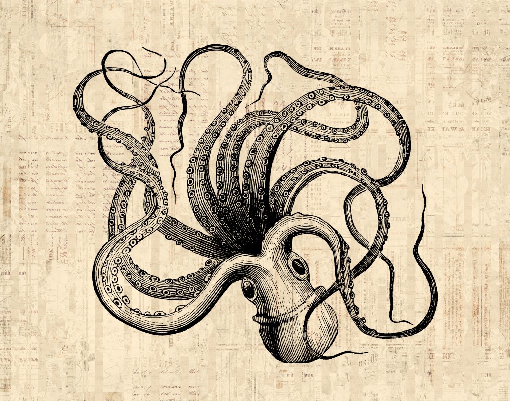 1018x800 Vintage Octopus Print From An Antique Illustration - Vintage Octopus Drawing
