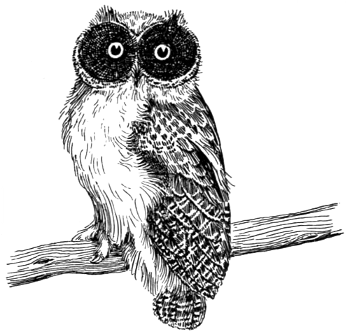 500x475 Owl Drawing Free Vintage Art - Vintage Owl Drawing