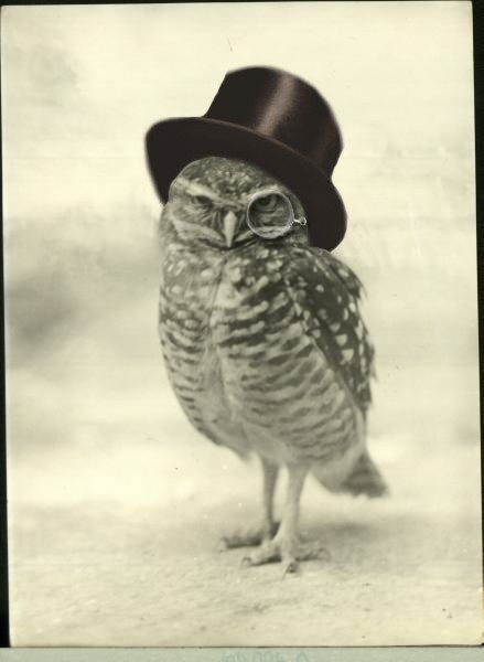 439x600 Piccsy Vintage Owl Shared - Vintage Owl Drawing