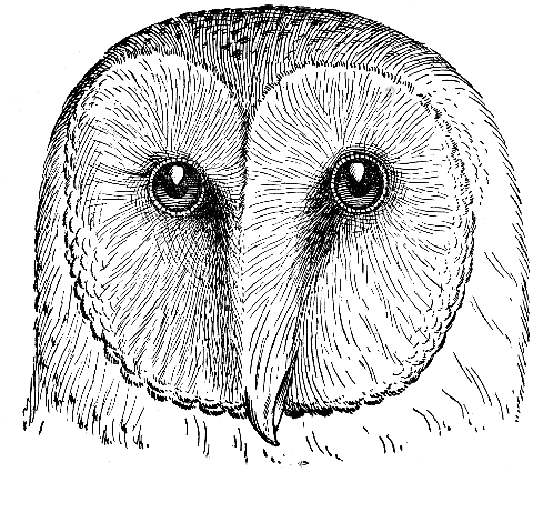 489x461 Vintage Barn Owl Drawing - Vintage Owl Drawing