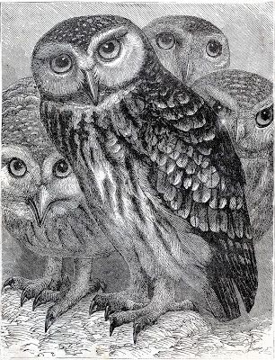 306x400 Vintage Download - Vintage Owl Drawing