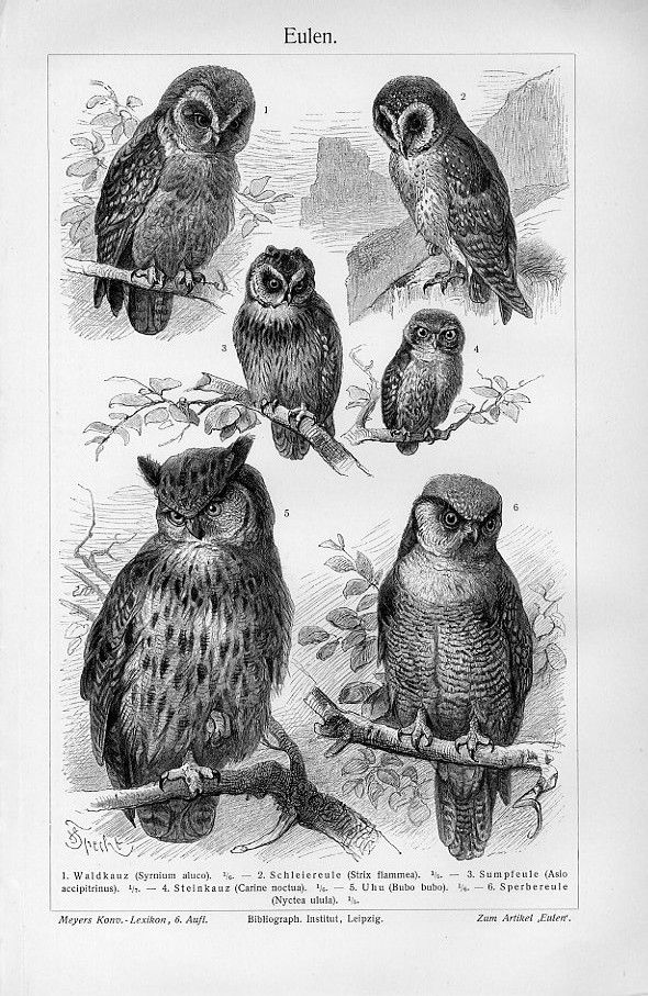 590x907 antique owl engraving animals owl print, vintage owl, owl - Vintage Owl Drawing