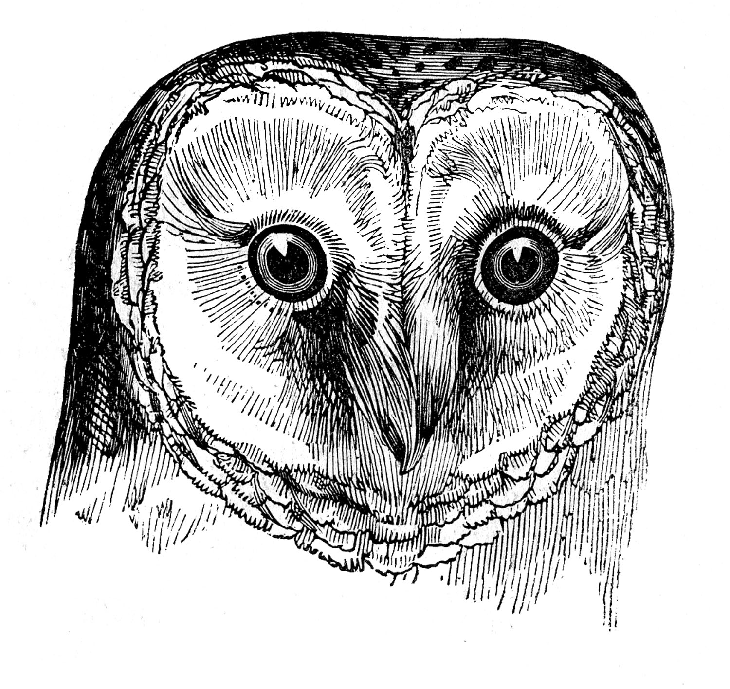 1500x1416 Vintage Images - Vintage Owl Drawing