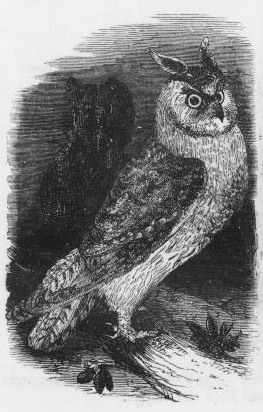 263x412 Vintage Owl Drawing - Vintage Owl Drawing