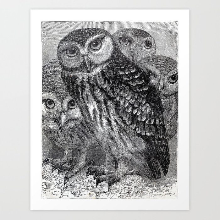 700x700 vintage owl gang art print - Vintage Owl Drawing