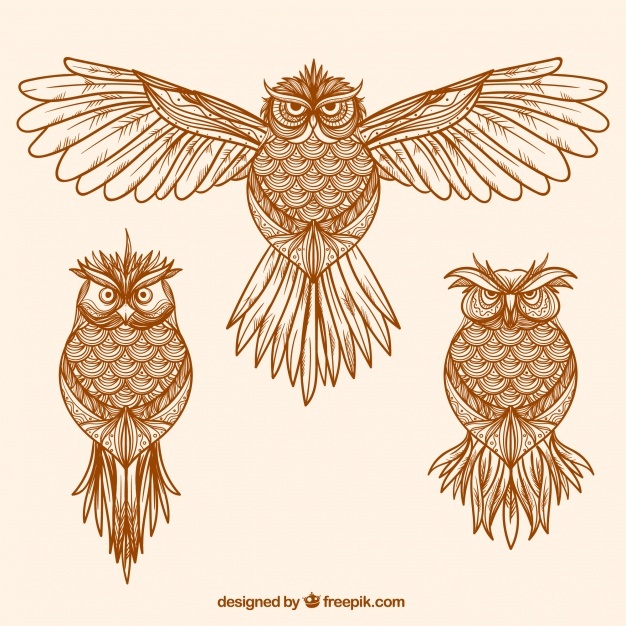 626x626 Vintage Owl Vectors, Photos And Free Download - Vintage Owl Drawing