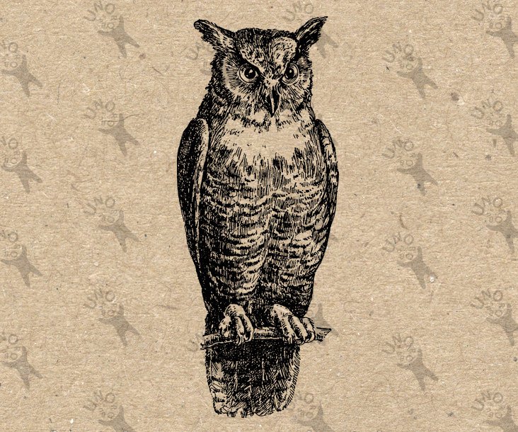 732x610 Vintage Image Retro Owl Owlet Instant Download Digital Etsy - Vintage Owl Drawing