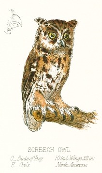 211x357 filevintage screech owl drawing - Vintage Owl Drawing