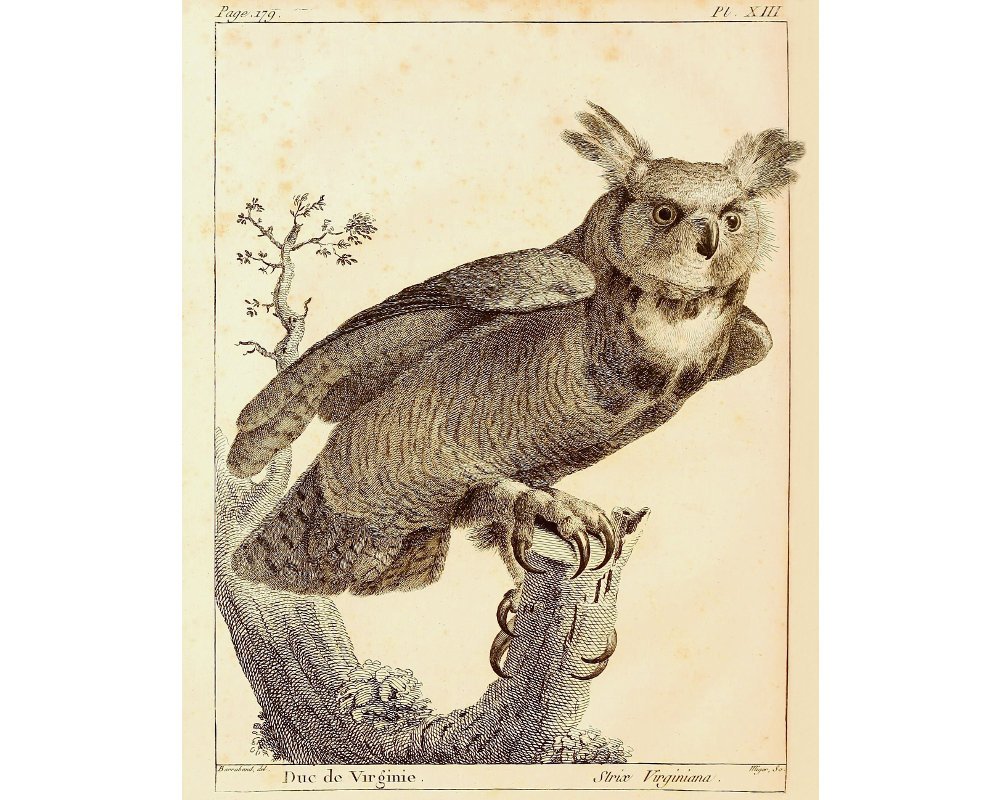 1000x800 great horned owl art print antique owl wall art vintage owl etsy - Vintage Owl Drawing