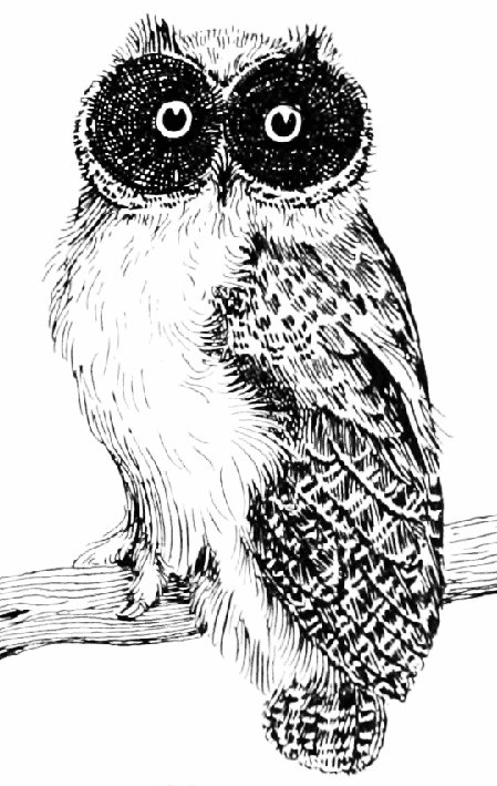 449x709 Owl Clip Art - Vintage Owl Drawing