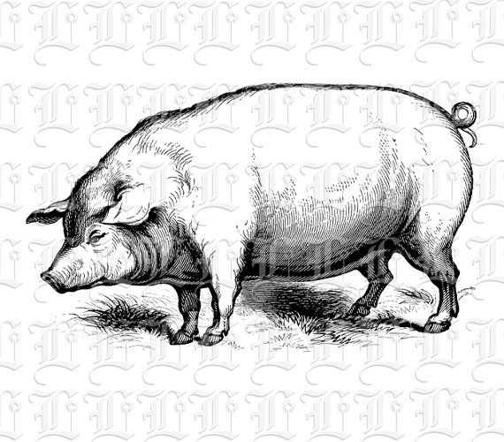 570x500 Domestic Pig Vintage Clip Art Illustrations Etsy - Vintage Pig Drawing