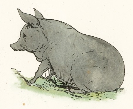453x372 Gray Pig Drawing - Vintage Pig Drawing