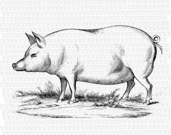 570x452 Pig Illustration Antique Black White Illustrations Vintage Etsy - Vintage Pig Drawing