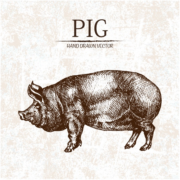 626x626 Pig Vectors, Photos And Free Download - Vintage Pig Drawing