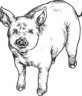 275x320 vector illustration of pig head wear stock vector colourbox - Vintage Pig Drawing