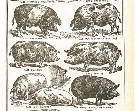 570x465 Vintage Berkshire Pig Drawing - Vintage Pig Drawing