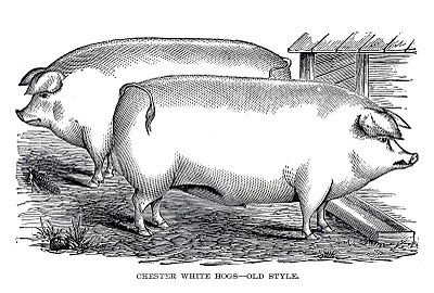 400x270 Vintage Farm Clip Art - Vintage Pig Drawing