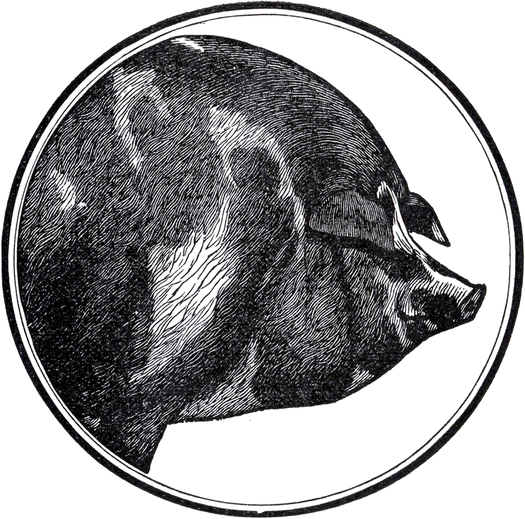 1800x1781 Vintage Farmhouse Pig Pictures - Vintage Pig Drawing