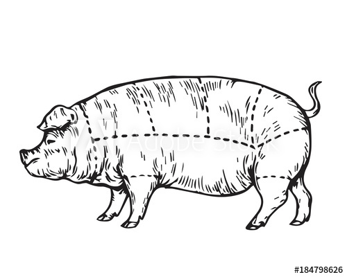 500x400 vintage hand drawing pork meat butcher cut part sketch - Vintage Pig Drawing