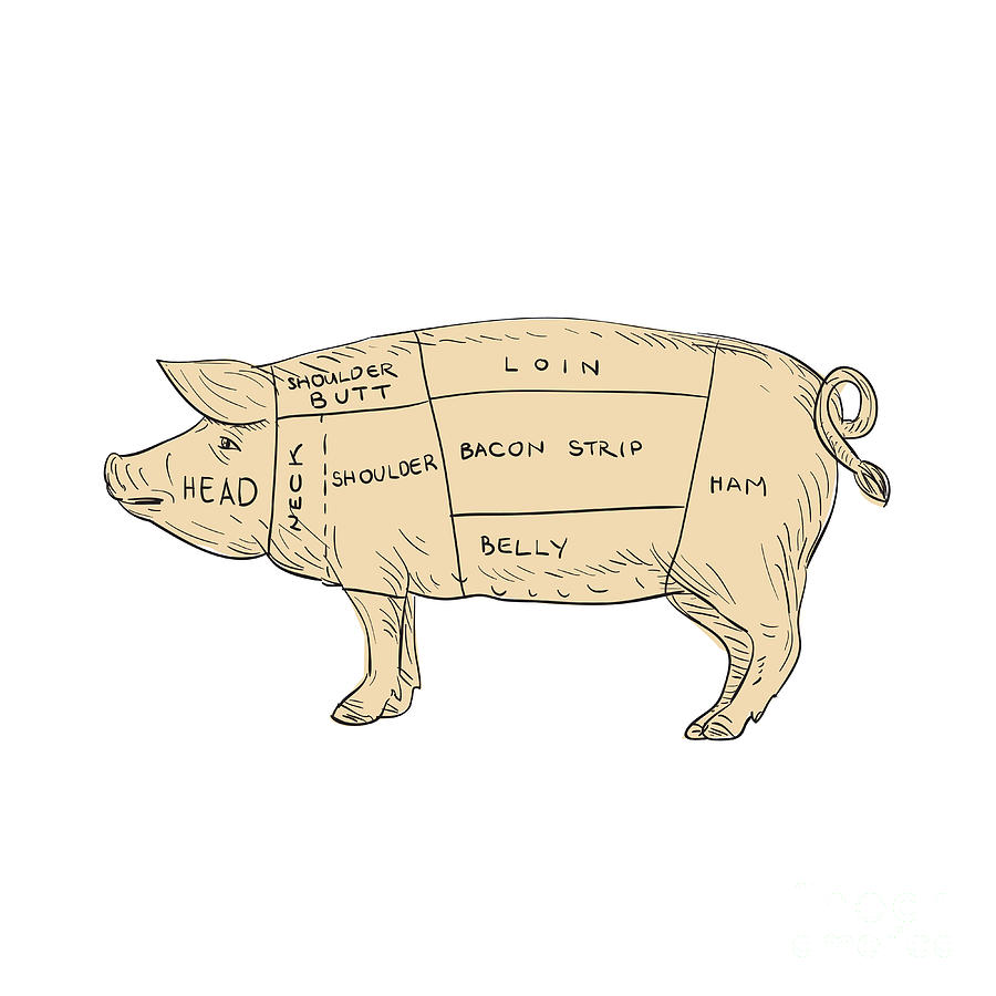 900x900 vintage pork meat cut map drawing digital art - Vintage Pig Drawing