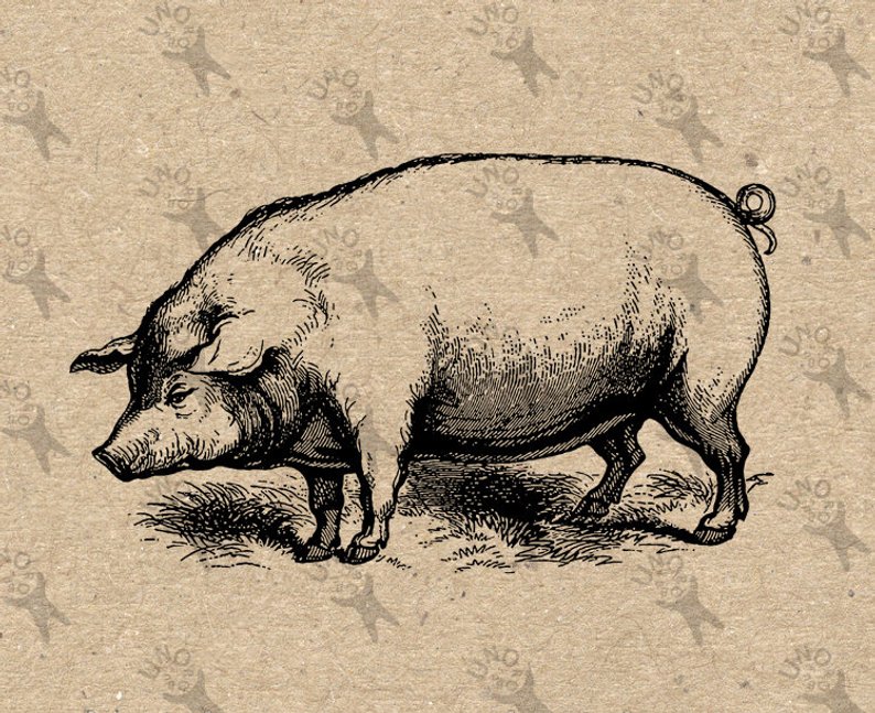 794x647 vintage image hog pig instant download picture digital etsy - Vintage Pig Drawing