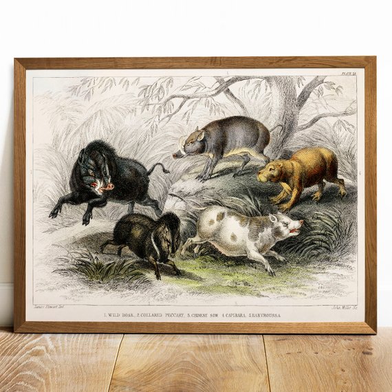 570x570 Wild Pigs Print Antique Animal Painting Vintage Drawing Etsy - Vintage Pig Drawing