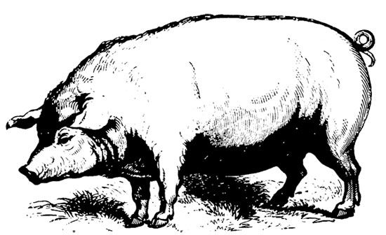 550x336 Free Pig! - Vintage Pig Drawing