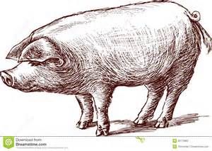300x213 Vintage Pig Drawings - Vintage Pig Drawing