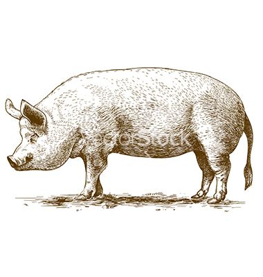 380x400 Vintage Pig Drawings - Vintage Pig Drawing