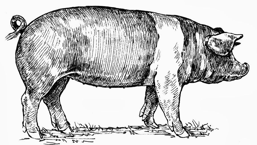 900x508 Vintage Pig Illustration - Vintage Pig Drawing