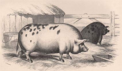 425x250 pigs sow of the large english breed - Vintage Pig Drawing